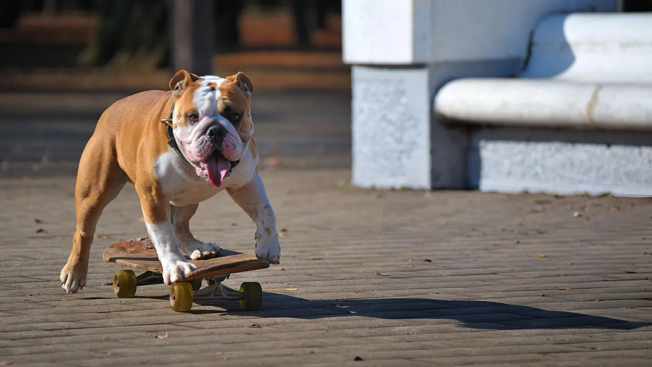 why do bulldogs like skateboards